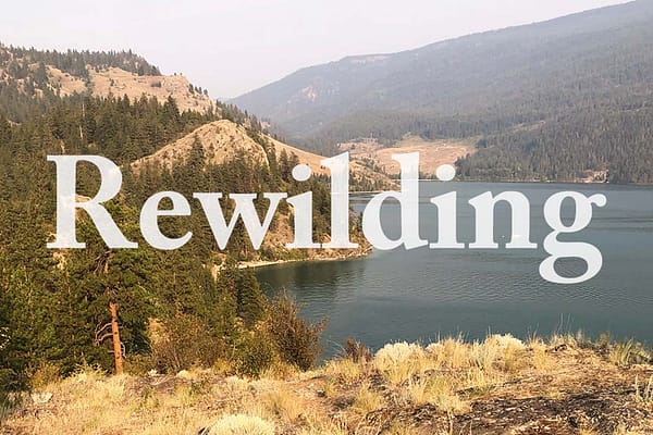<p>Rewilding Magazine is an independent publication dedicated to exploring the people, places, ideas and debates connected to the global rewilding movement. We are a resource for those seeking inspiration on how to improve the human relationship with the natural world, and a community for those who want to make the planet a better place for all.</p>
